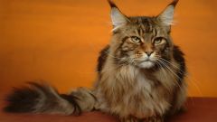 Tapeta Annimals 177.jpg